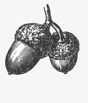 Vintage Acorn Illustration - Acorn Drawing Black And White