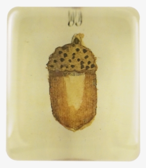 Acorn Acorn - Candle