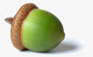 Acorn Png In Green Color - Do Not Despise Small Beginnings