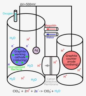 Specialists In Dprb , John D Coates And Ouwei Wang - Design