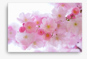Japanese Cherry Trees Canvas - Cherry Blossom Pink Flower