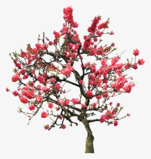 Фотки Cherry Blossom Tree, Japanese Cherry Blossoms, - University Of Maryland University College