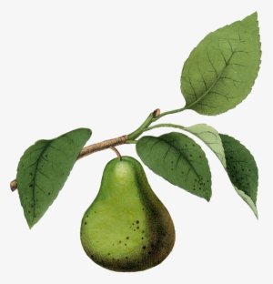 Kitchen Fruits Iv, 24x18in - Giclee Painting: Fruit, 24x16in.