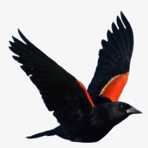 Blackbird - Red-winged Blackbird