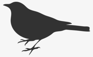 Bird Outline Gray Svg Clip Arts 600 X 380 Px