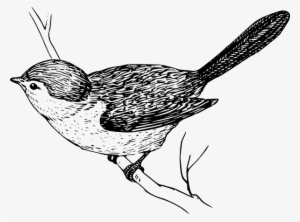 Bird On Branch Drawings