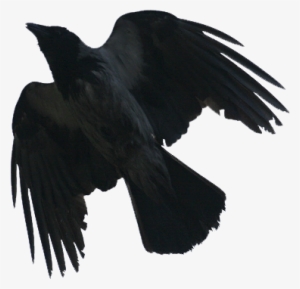 Blackbird - Vrana