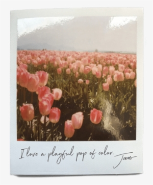 Jane's Quote With Tulips Background