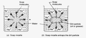 The Ionic Part Of Soap Molecule, However, Attaches - Cleansing Action Of Soap Class 12