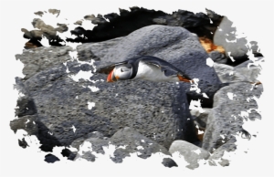 Puffin Watching With Elding In Reykjavik - Akureyri