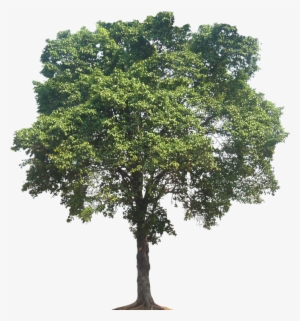 Medium Tree