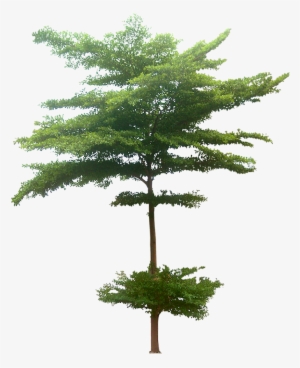 10 Tree Png Images Free Cutouts For Architecture - Terminalia Mantaly Tree Plan