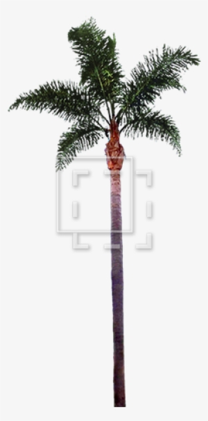Palm Tree Immediate Entourage - Palm Tree Trunk Png