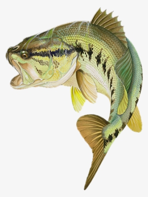 Bass Painting - Google Zoeken - Guy Harvey Art Bass