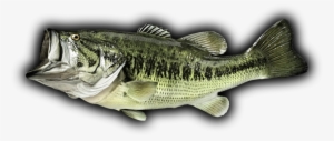 Bass Fish Png - Bass Fish Black Background