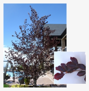 Pdm Trees Purplebeech - European Beech
