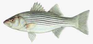 Striped Bass - Morone Saxatilis X Morone Chrysops