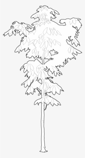 Small Chestnut Tree 2d Trees - Black Maple
