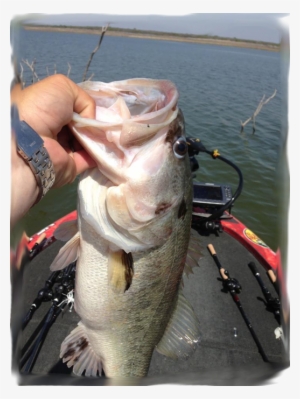 Hank Cherry Monster Bass With Livingston Lures - Fishing Lure