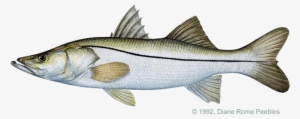 Black And White Download Snook Pacific Png - Snook Fish Drawing