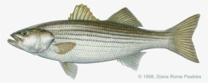 Striped Bass Saltwater