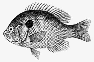 Fish Scale Bass Carp Fishing - Black Sea Bass Clipart