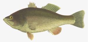 Perch Largemouth Bass Fish Black Sea Bass - Largemouth Bass Fish Clipart