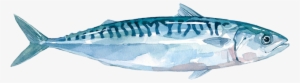 Atlantic Mackerel Scomber Scombrus - Fish