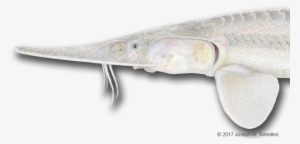 Test Your Ichthyology Iq On The Fish Quiz, Stumping - Long Nose Gar