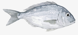 Seabream - Bass
