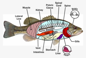 Fish Anatomy - Anatomy Of A Fish