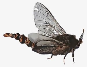Bagworms - Bag Worms