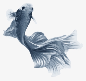 Fishyyy - Illustration