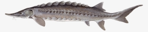 Acipenser Oxyrhynchus - Sturgeon Endangered