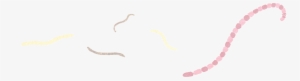 Worms - Tapeworms