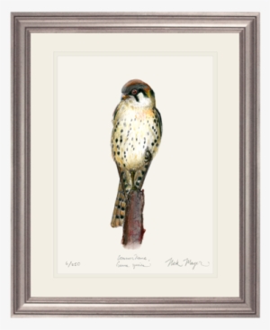 American Kestrel Print By Nick Mayer Art - American Kestrel