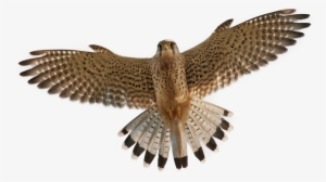 Download - Kestrel Png
