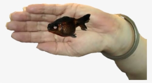 Accept The Death Of My Favorite Fish - Bluegill