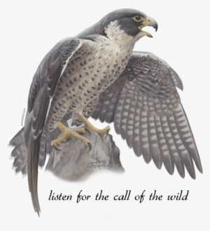 Peregrine Falcon - Falcon