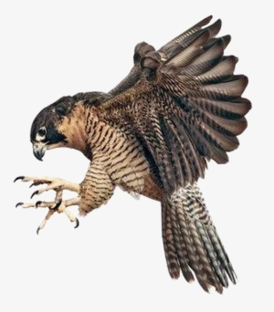 Falcon Png Image Background - Peregrine Falcon Claw Talon