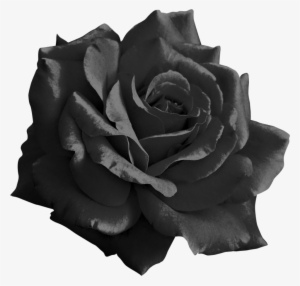 Rosey - Light Pink Flower Png