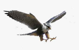 Png Royalty Free Stock Falcon Transparent Flying - Flying Peregrine Falcon Png