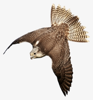 Hawk Bird Of Prey Eagle Falcon Free Commercial Clipart - Bird Of Prey Transparent