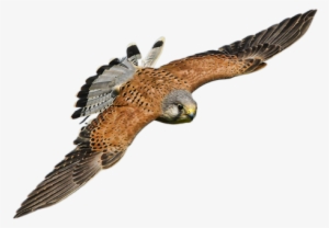 Falcon In Flight - Bird Of Prey