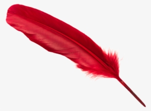 White Feather Png Download - Red Colour Feathers Png