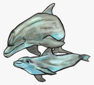 Dolphin Doodle - Common Bottlenose Dolphin