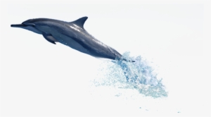 Dolphins Dolphins Dolphins - Dolphin Diving Png