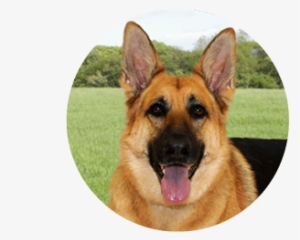 Requirements - Old German Shepherd Dog