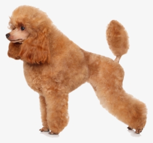 Toy Poodles Are Tiny Dogs With Lots Of Personality - Poodle Png