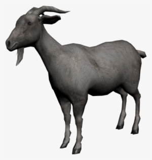 Cabra Comun2 - Imagem Cabra Png